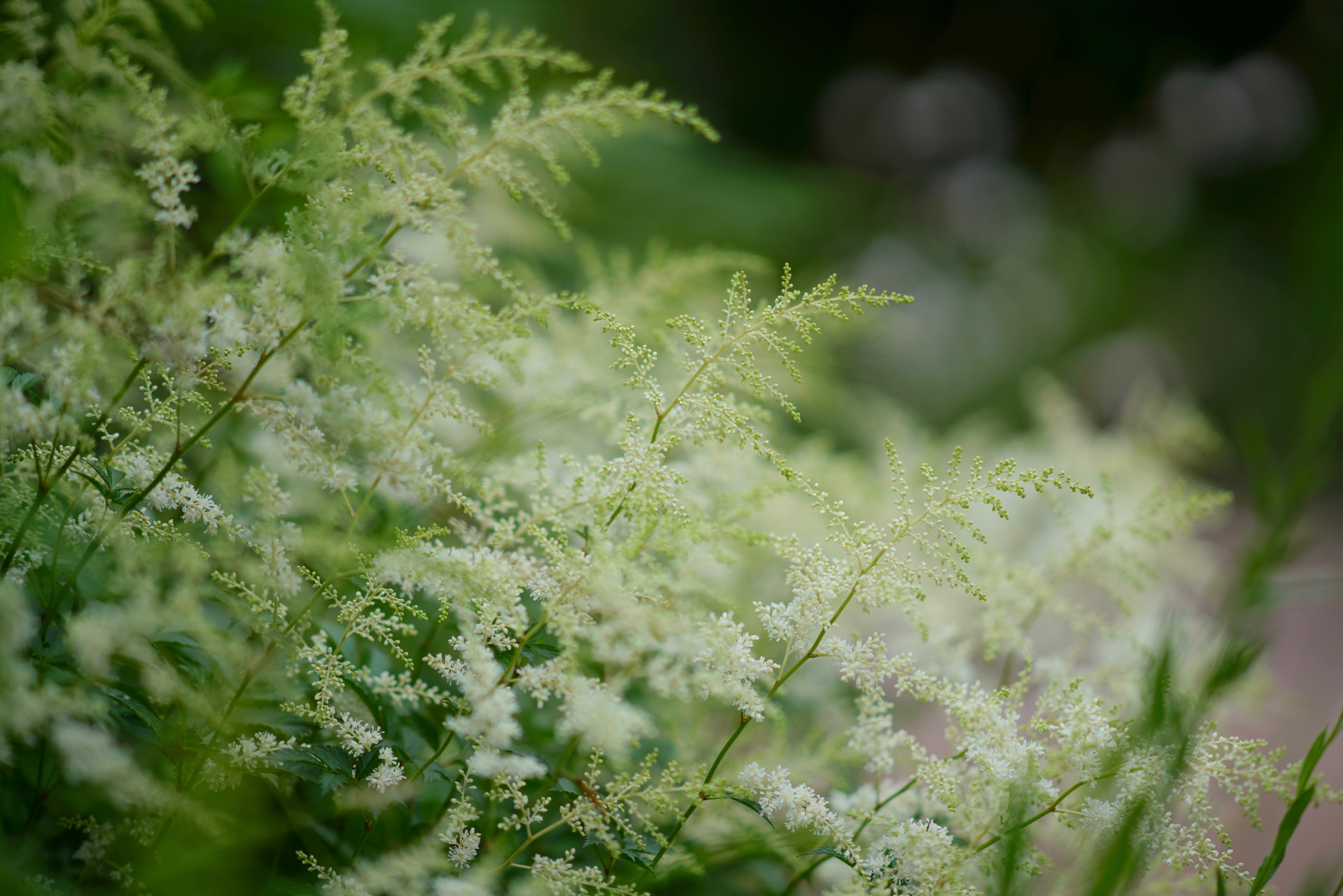 晴海トリトンスクエアの花