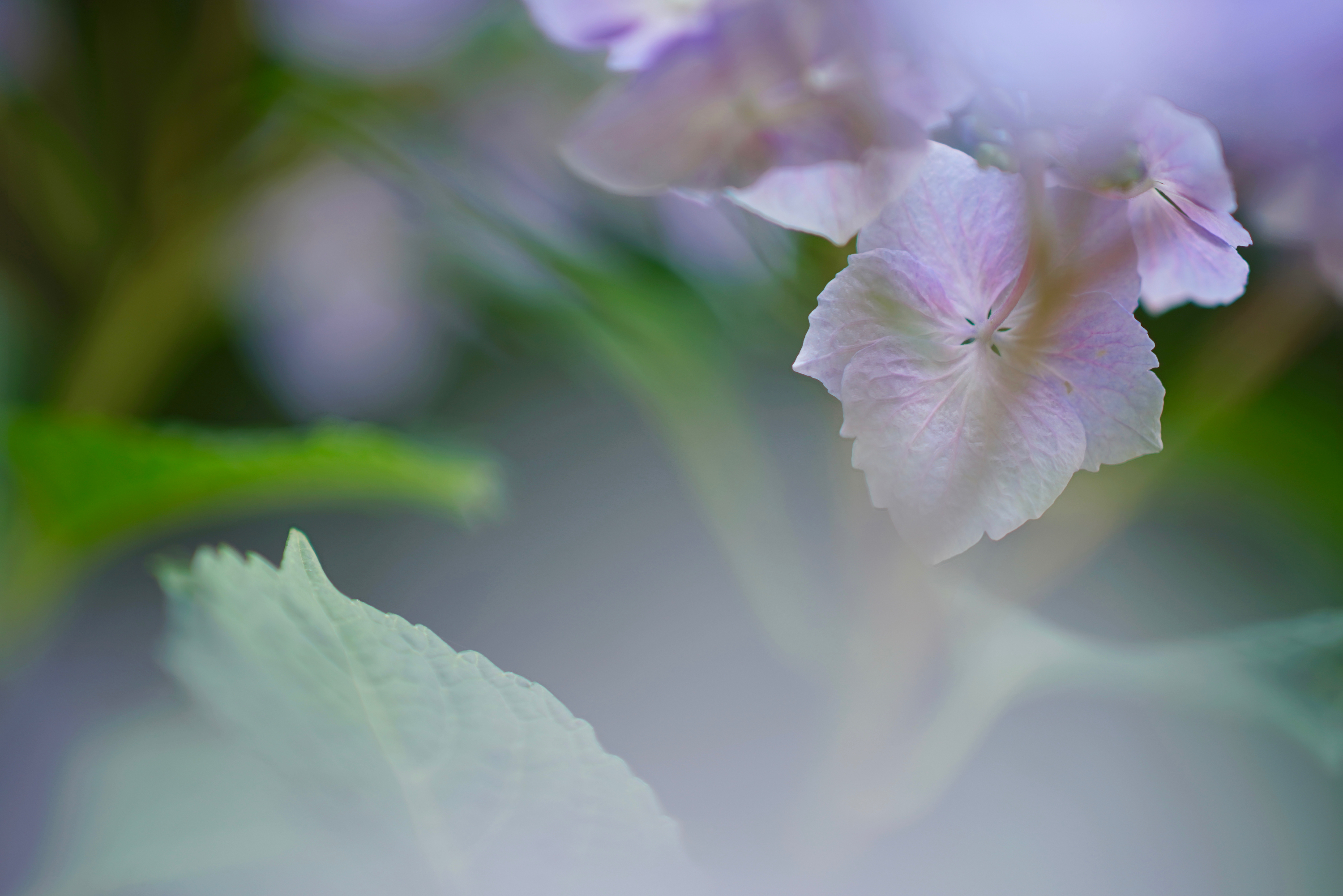 晴海トリトンスクエアの花