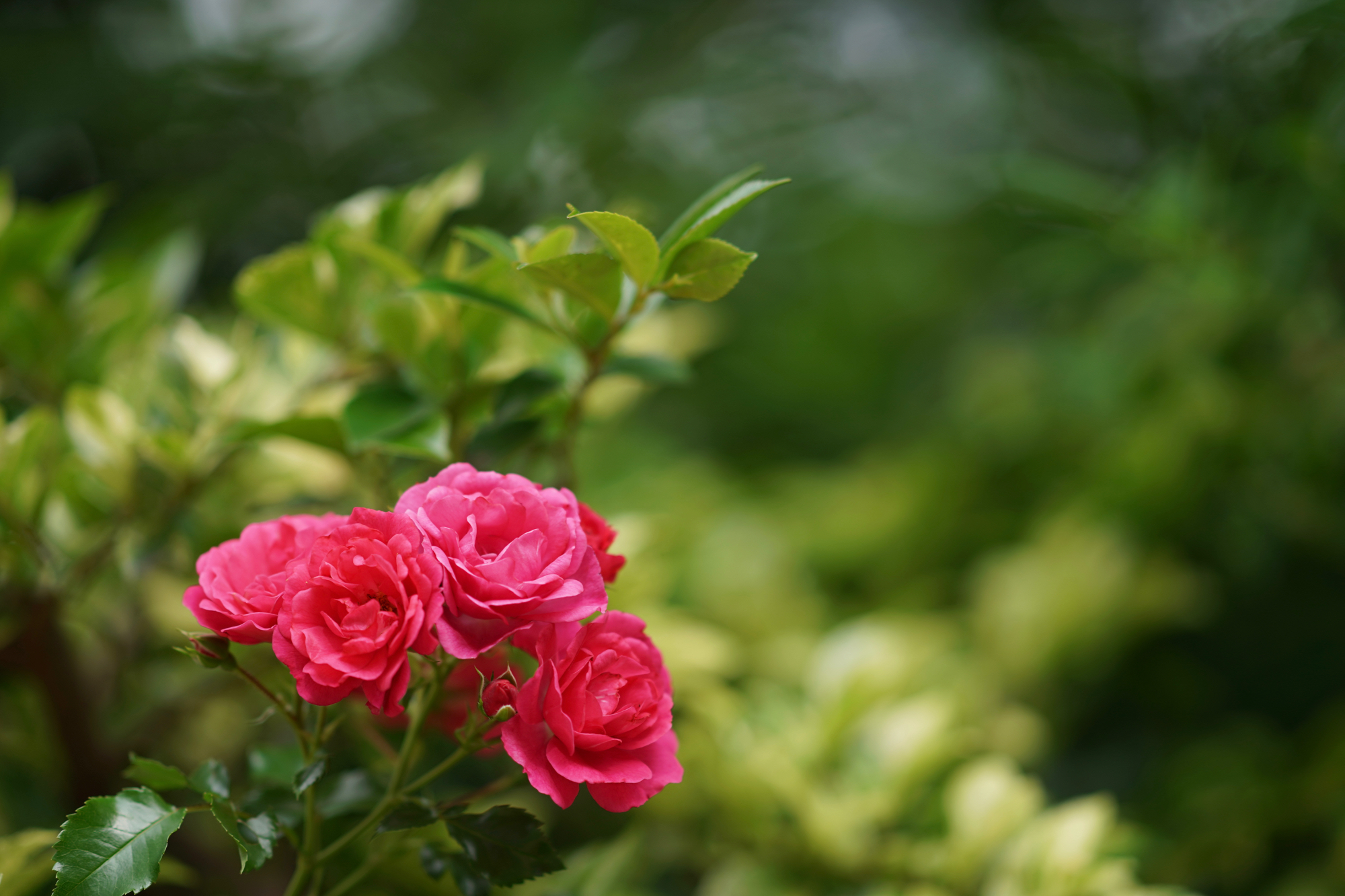 晴海トリトンスクエアの花