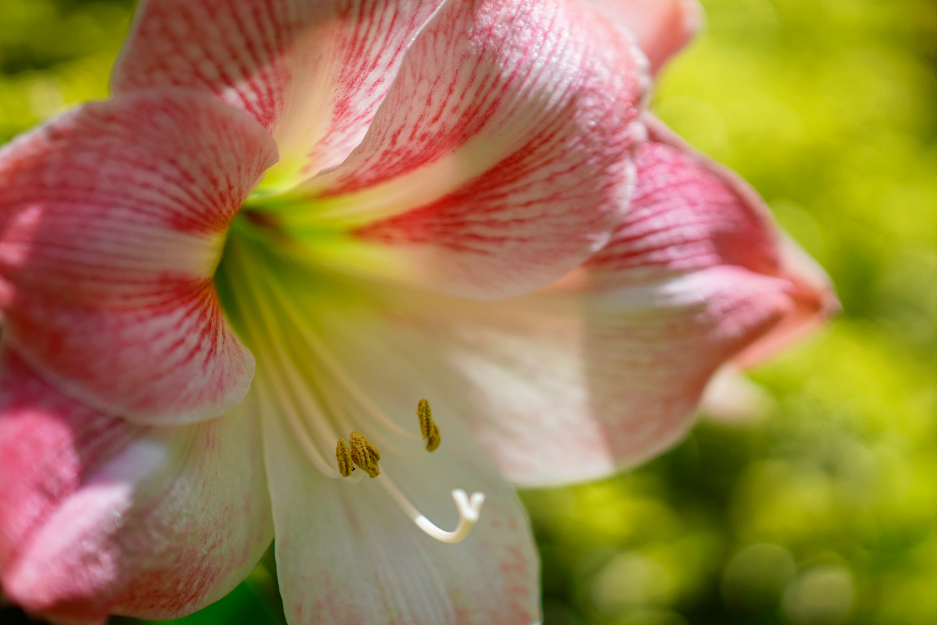 晴海トリトンスクエアの花