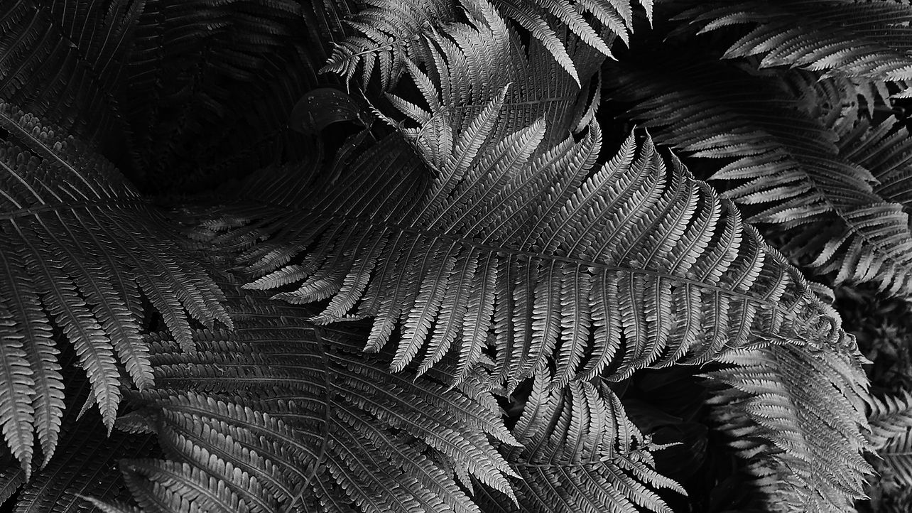 pexels-kira-schwarz-8117885_edited.jpg