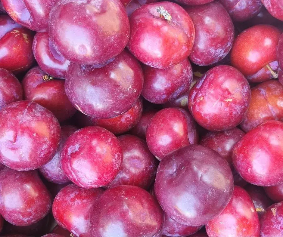 Fresh Rose Zee plums