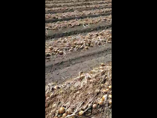 A field ploughed with onions drying in the sun
