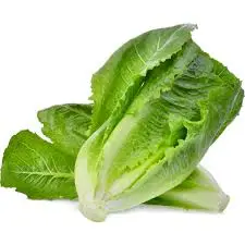 Fresh cos lettuce