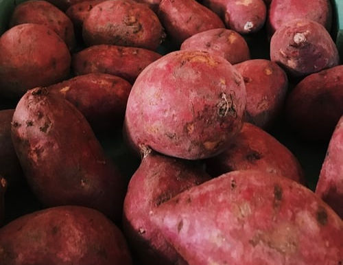 Fresh red kumara