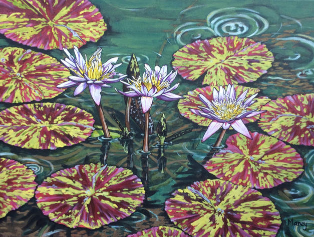 Hawaiian Waterlilies #8