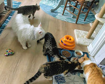 Relax with Adoptable Kitties at Sand & Sea Cat Lounge in Virginia Beach, VA