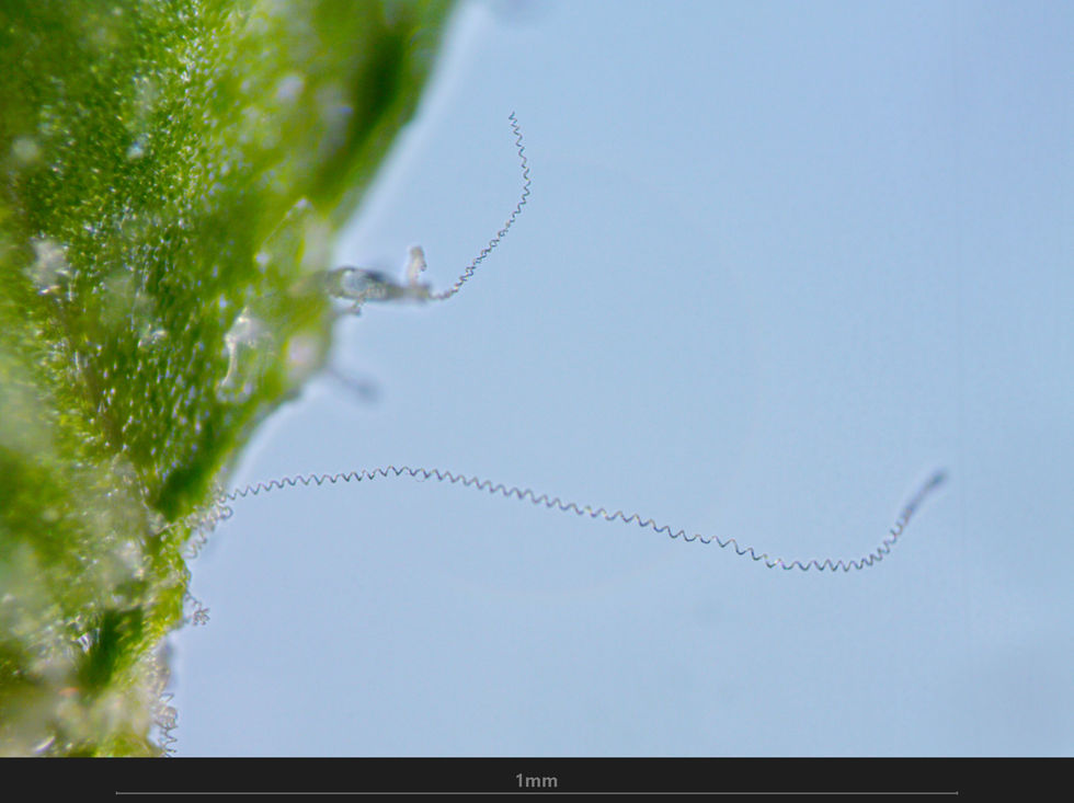 Feuille de tomate détachée - A 01 - 100X.jpg