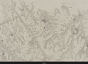 Eau de javel - A 03 - 100X.jpg