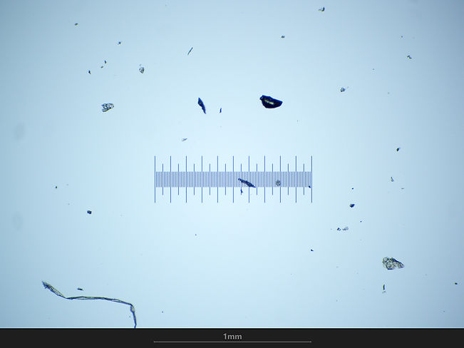 Echelle - 01 - 40X.jpg