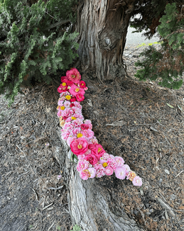 In situ