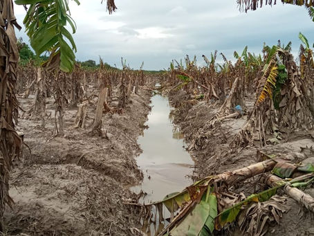 Miles de desempleos: Fincas bananeras destruidas por Eta y Iota aún no se rehabilitan