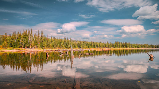 Brainard Lake in Colorado with perfect reflections of pine forests and white clouds in still water, featuring driftwood and a bright blue mountain sky.