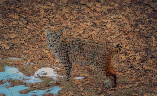 Colorado bobcat standing in a winter forest with fallen leaves and patches of snow, fine art wildlife photography by Lisa Scammell.
