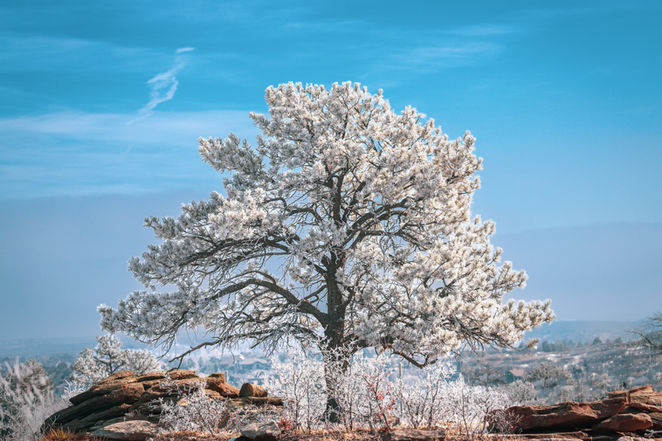 Frost covered tree winter Castle Pines Colorado landscape photography