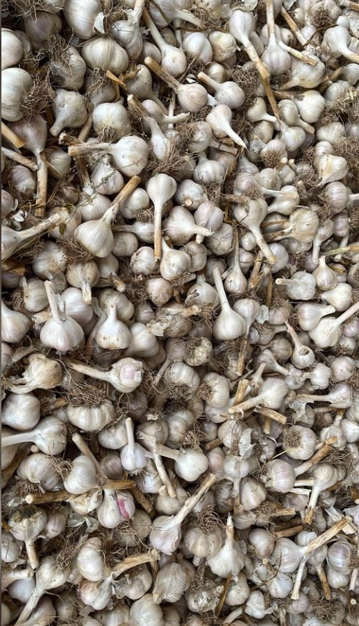 GARLIC PIC 1.png