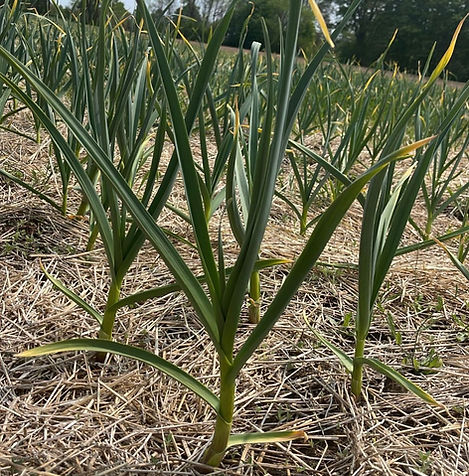 Organically Grown Garlic