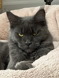 Female Adult Maine Coon