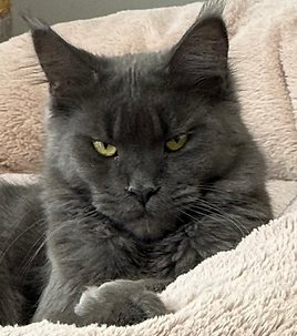 Female Adult Maine Coon