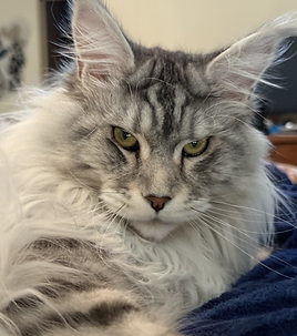 Male Adult Maine Coon