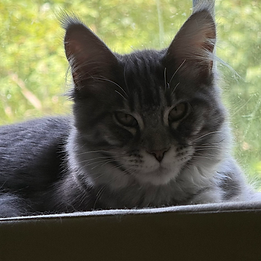 Adolescent Maine Coon