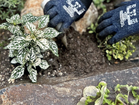 石材の花壇に植えられたコリウスと、グローブをはめた植え付ける手