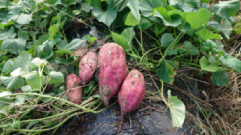 サツマイモ　10㎏