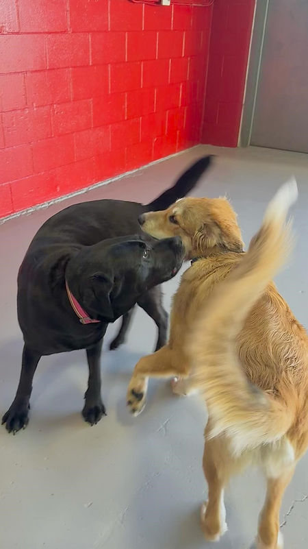 dogs having fun at daycare