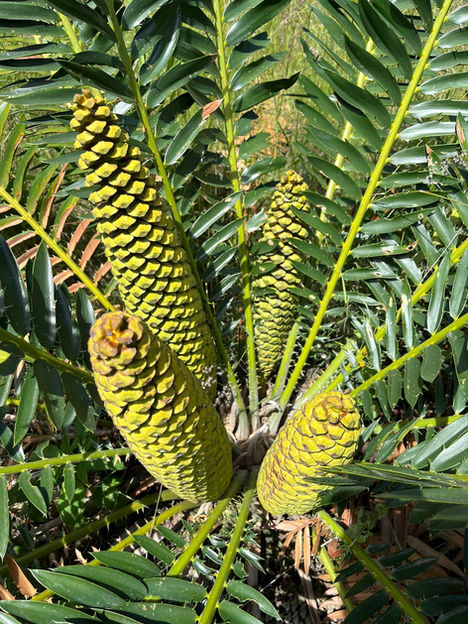 WhatsApp Image 2022-04-28 at 11.25.57 AM.jpeg