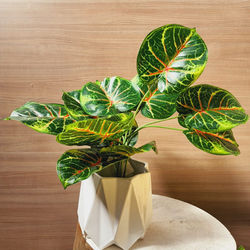 Caladium S