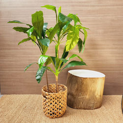 Dracena M