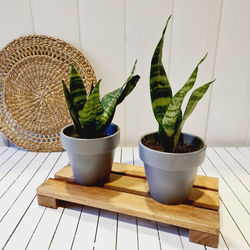 Macetita Color Sansivieria