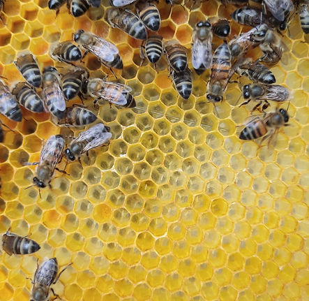 WhatsApp Image 2026-01-08 at 12.47.41.jpeg