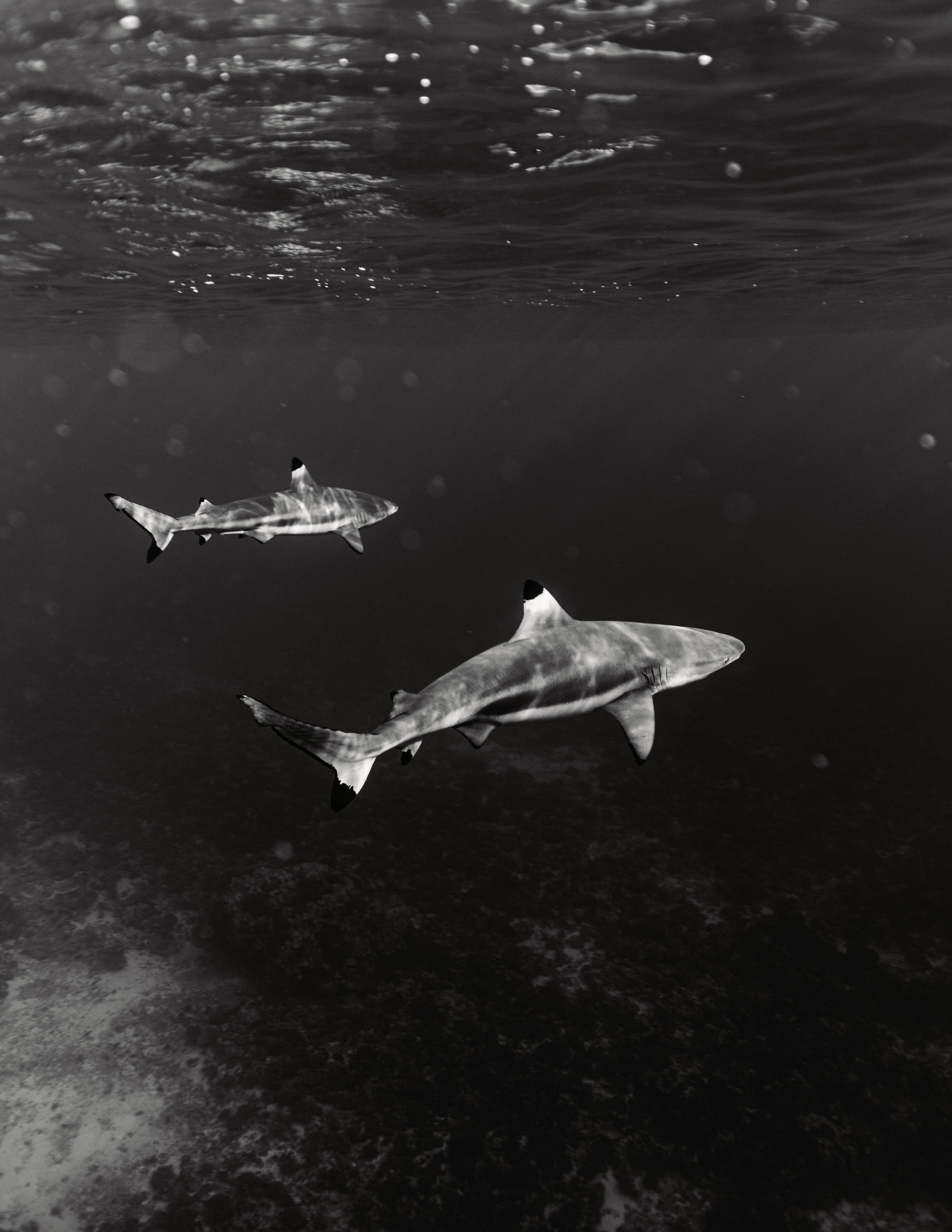 Dangerous beauty