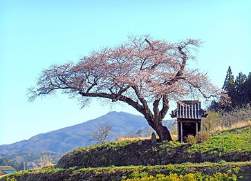 小沢の桜 (1).jpg