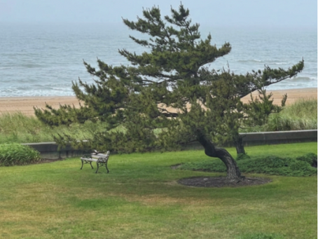 evergreen tree on beach leaning into the wind with a bench underneath it and the ocean in the background