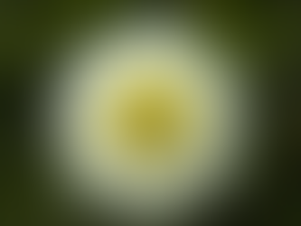 a white dahlia with a yellow center up close fully open