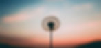 Dandelion_edited_edited.jpg