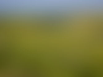 Wild flowers growing on the South Downs at the Iford Biodiveristy Project