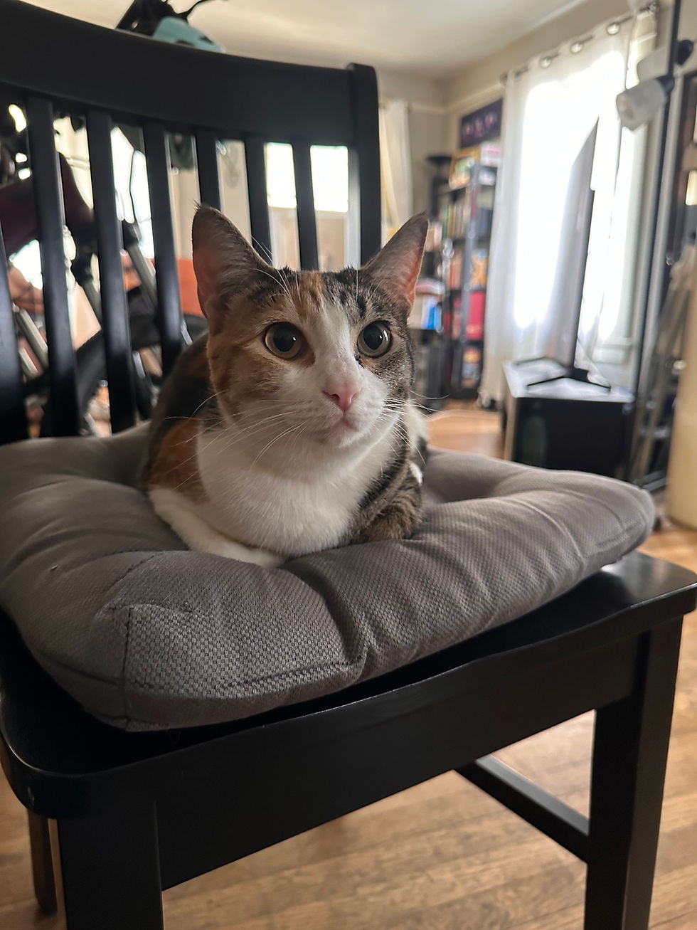 Managing Matted Fur in Long-Haired Cats š±š§¼