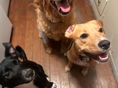How to Make Your Home More Pet-Friendly 🏡🐾