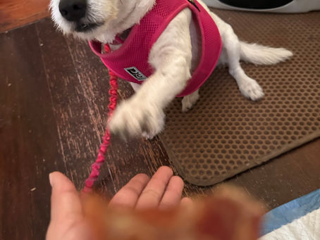 How to Build a Strong Bond with Your New Pet 🐾❤️