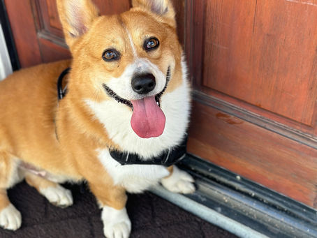 Tips for Managing Behavioral Issues in Pets, Such as Aggression or Excessive Barking