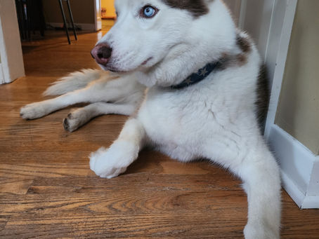 Why Every Dog Needs Mental Stimulation (and Easy DIY Games) 🐶🧠🎾