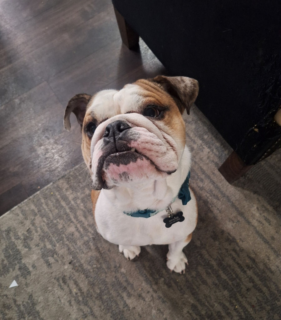 Signs Your Pet Might Need a Trainer or Behavior Specialist š¾š§