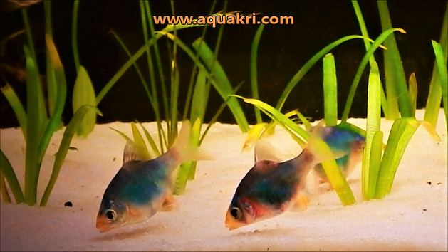 Green Tiger Barbs