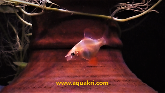 Albino Tiger Barb Care