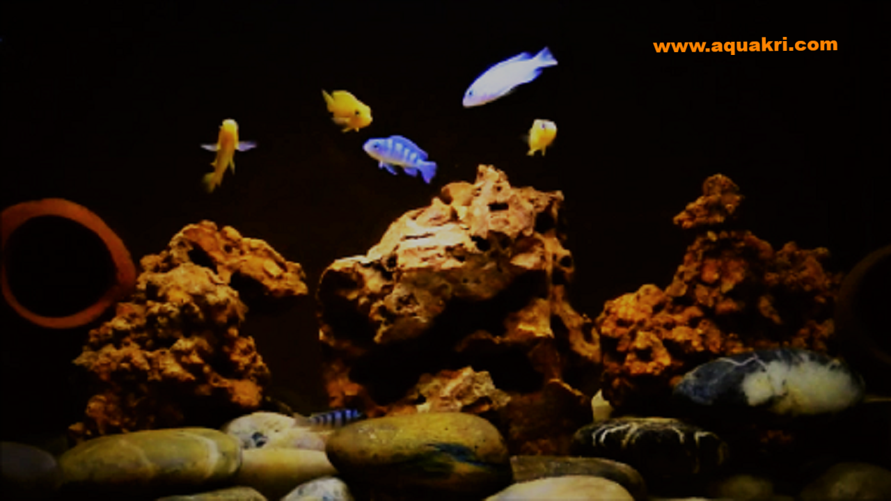 Kenyi Cichlid Care Guide Breeding Fry Care Tank Set Up