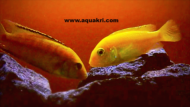 Male & Female Yellow Lab Cichlids