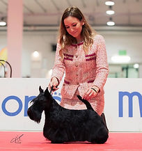 Scottish Terrier